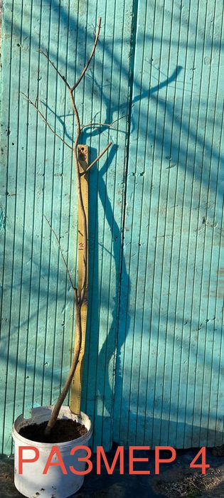 Нарове – селекция от много сортове с различни характеристики, дръвчета