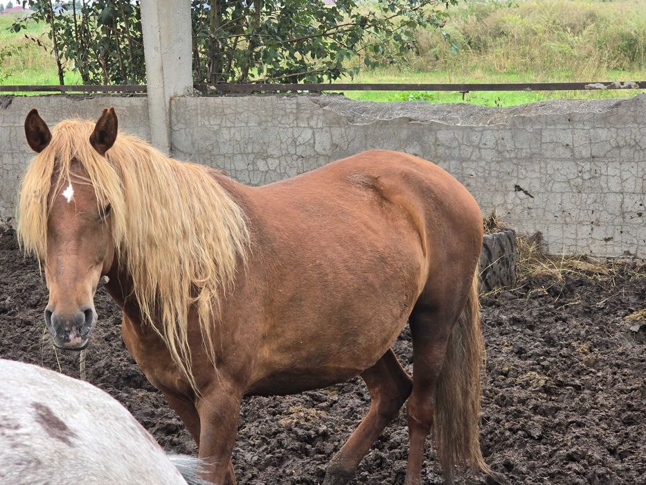 Продам кобыл и жеребята