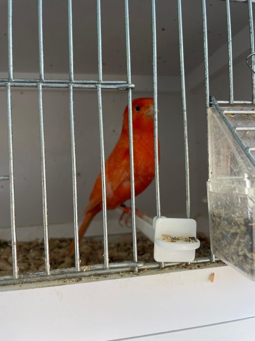 Vand canari si pasari tinere