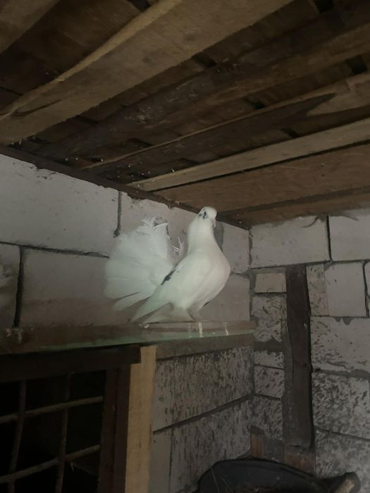 Vând porumbei curcani de ornament