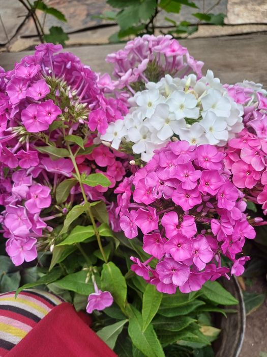 Продам многолетние цветы