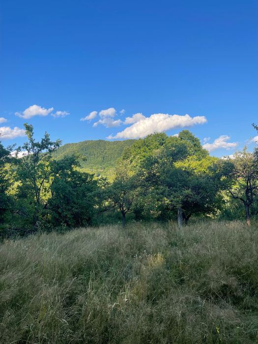 Teren intravilan de vânzare – 7.287 mp – Ibănești Pădure
