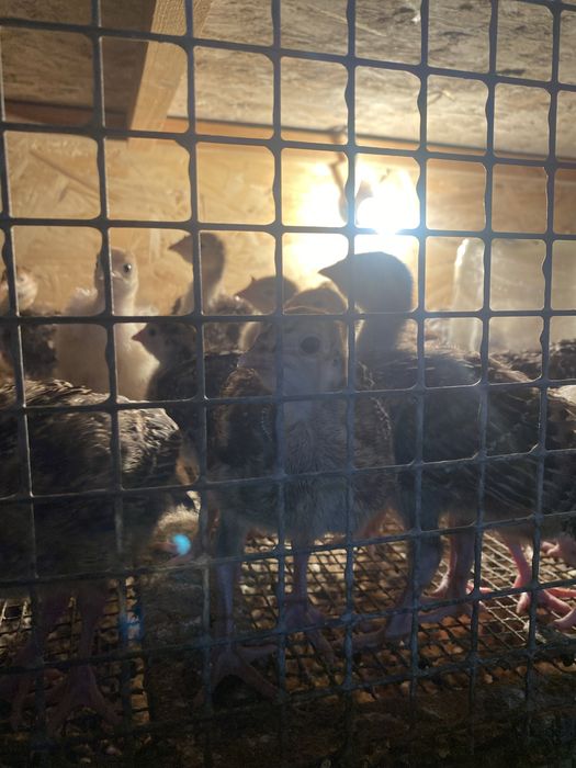 Индюшата пароды бронза 708