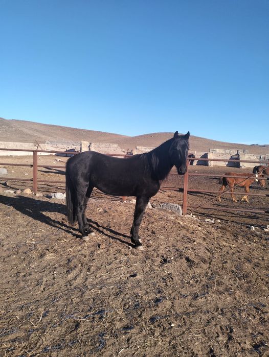 Продам жеребца 4 года айғыр сатылады 4 жасар жуас