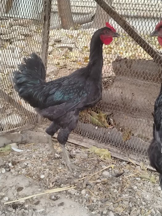 Qorashahzoda jo'ja xo'rozlar sotiladi