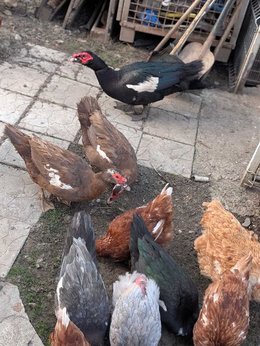 oua rata leseasca (muta) pentru incubare