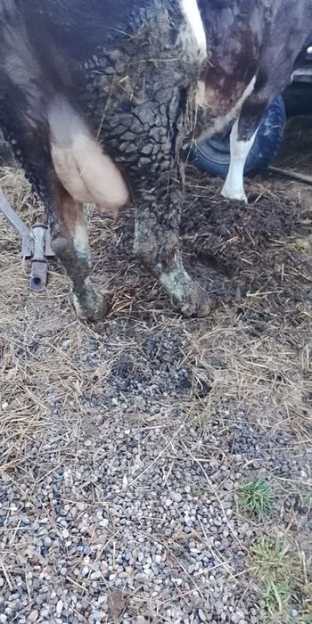 Vind o vacă cu vițel sau separat