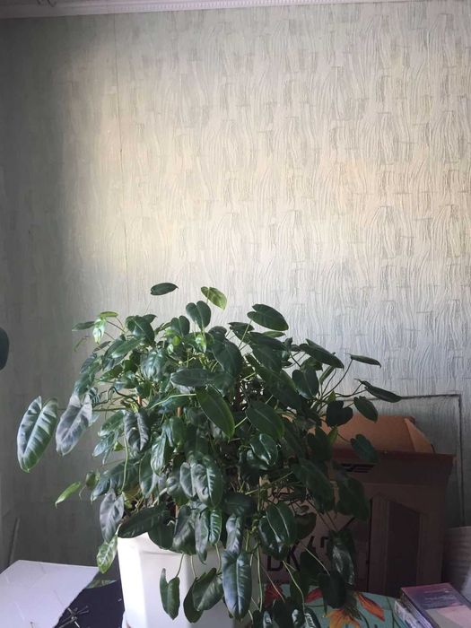 Цветок  филодендрон большой и калла