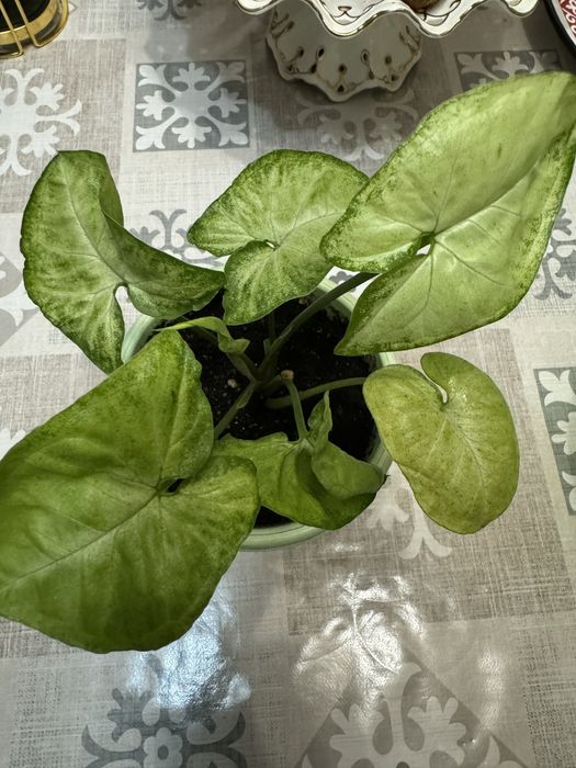 Комнатные цветы.