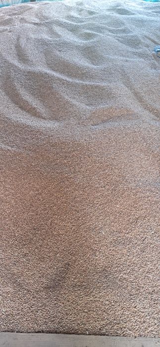 Vand triticale profuctie 2026