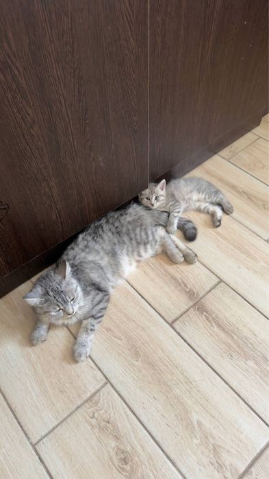 Продаются котята