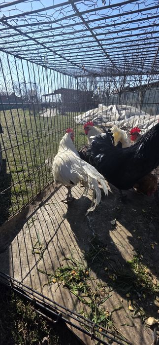 Vand cocos australop alb negru fazani cocos liliputi bibilica