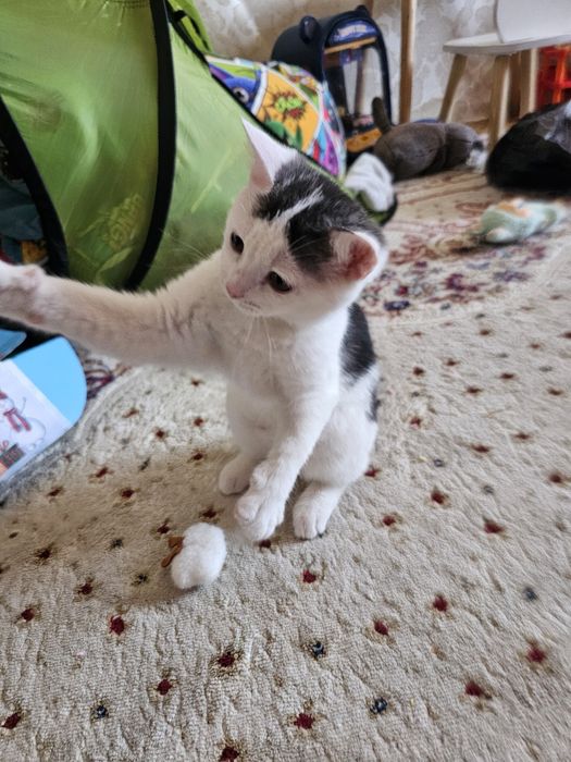 Отдам Котенок девочка