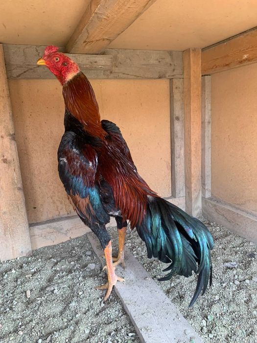 Турок,месяц:июнь