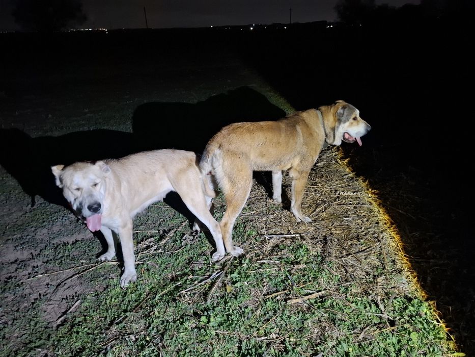 Алабай күшіктер сатылады