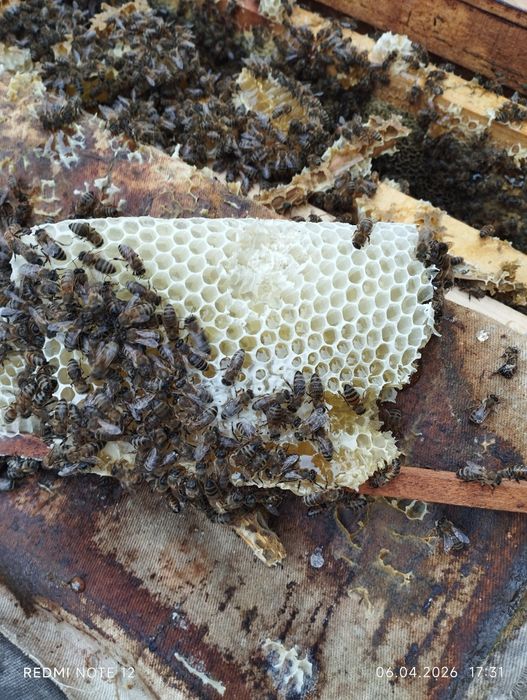 Асалари оилалари