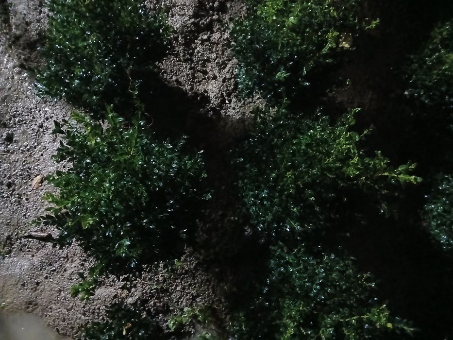 Шамшот сотилади 3 йиллик