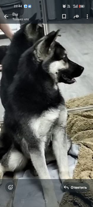 Пацан в добрые, надёжные руки!!!