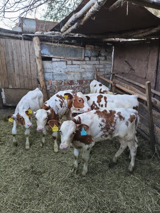 Продам бычков симментальской породы