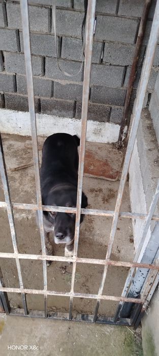 Алабай ұясымен бирге сатылады