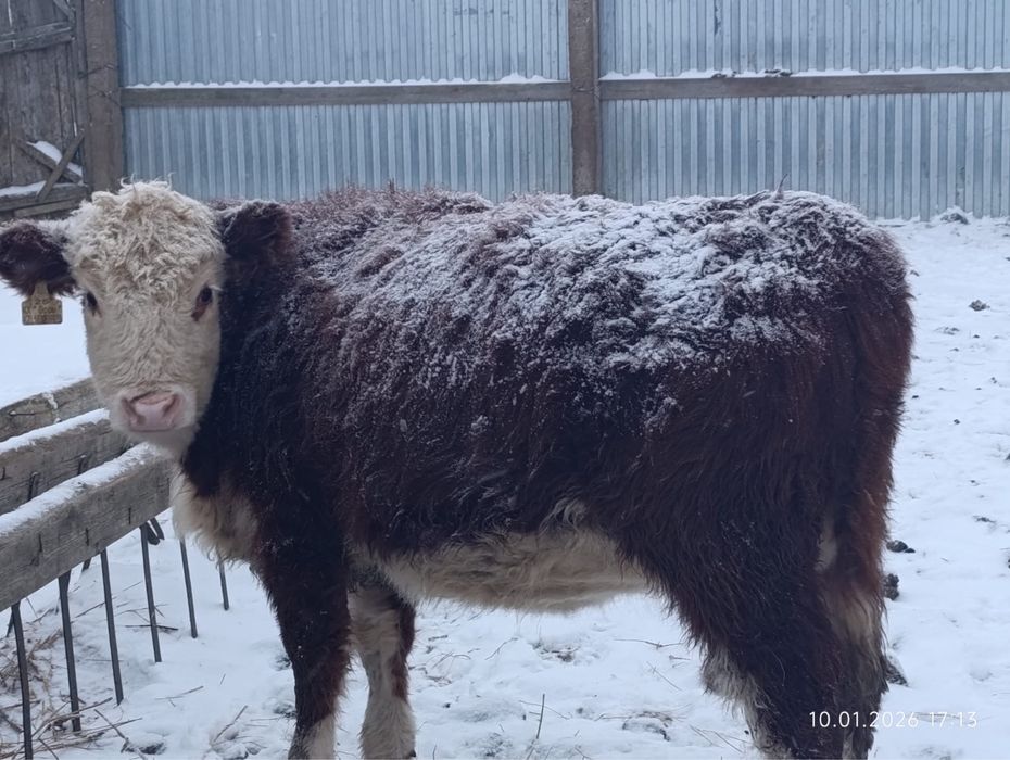 Племенной қашарлар сатамын