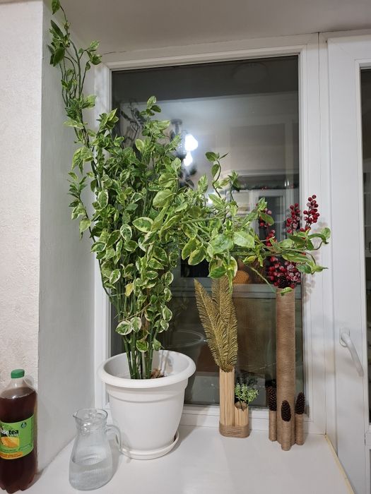 Продам   комнотное растение