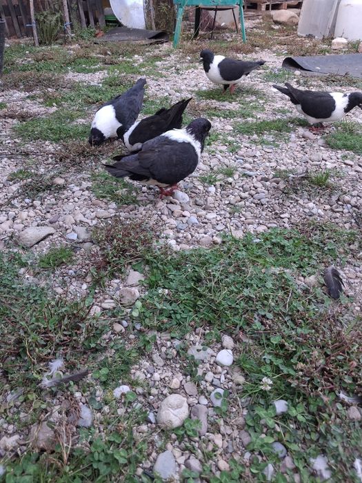 Vand porumbei stroseri negri