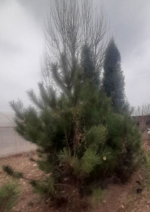 Narxi kelishilgan holda sotiladi