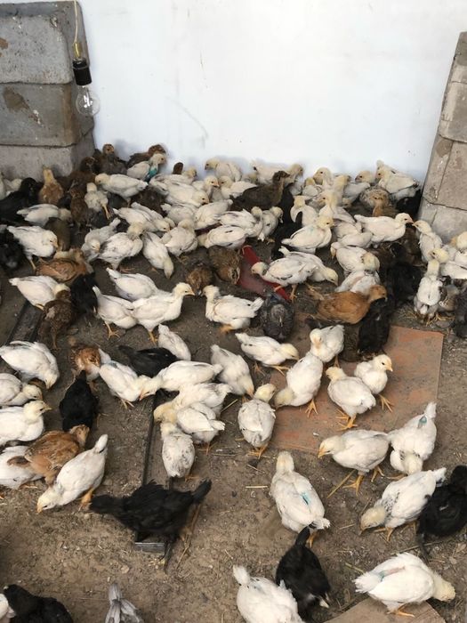 продам пародистых циплят