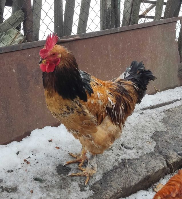 Продаются молодые петухи