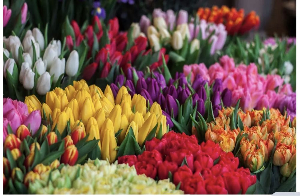 Продается тюльпаны оптом