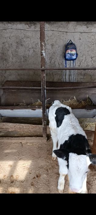 Корова Сиыр КРС Корова