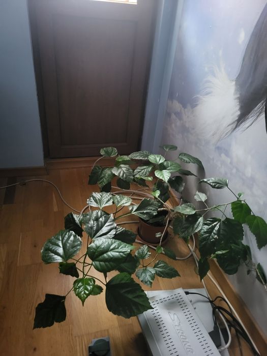 Vând flori ornamentale DE LA  70 lei