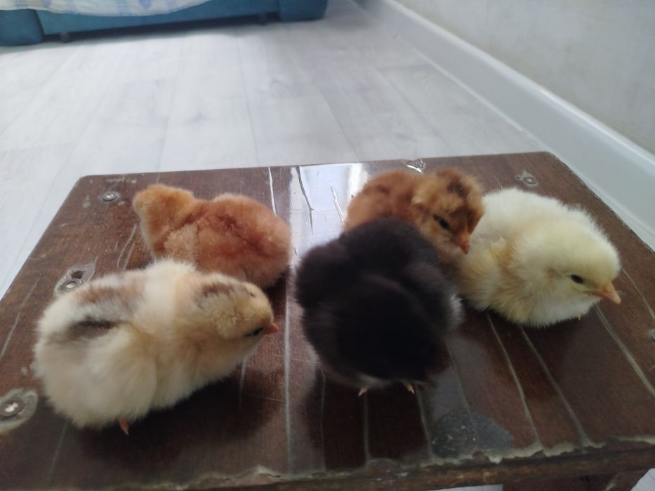 Цыплята куриные 6 дневные
