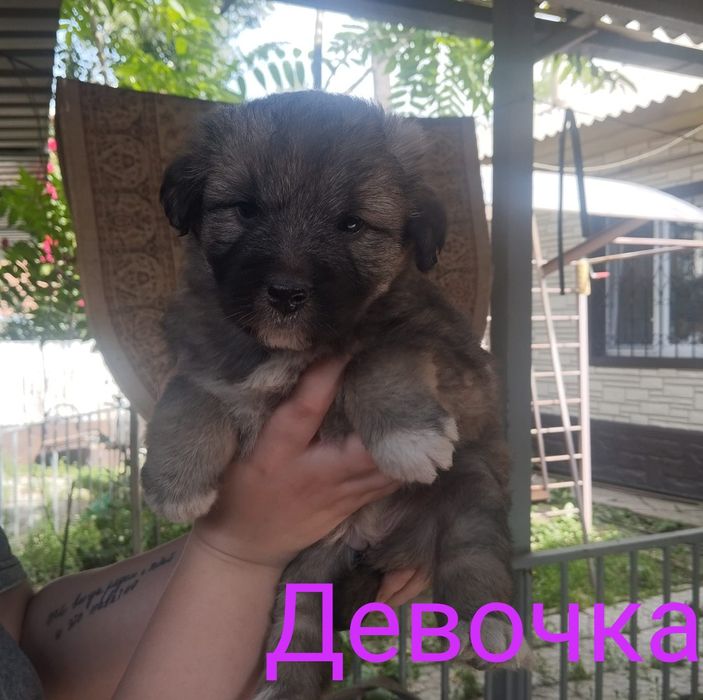 Щенята в поисках семьи.