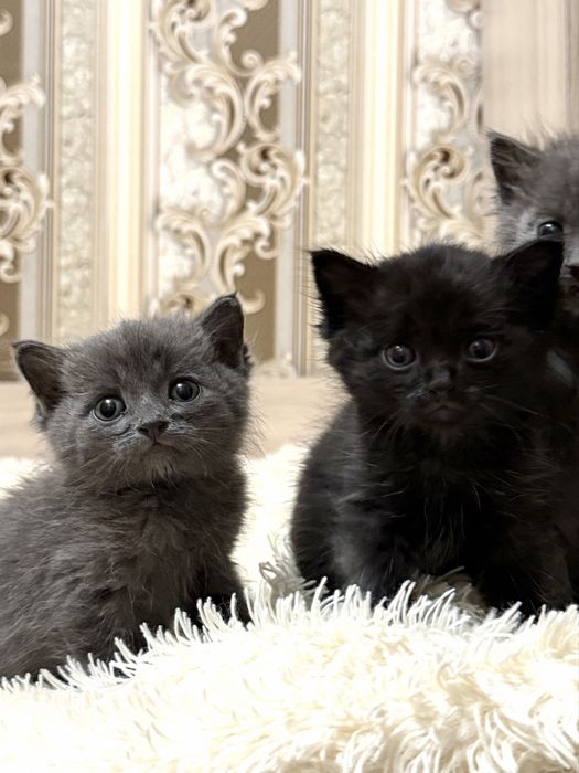 Котята в хорошие руки