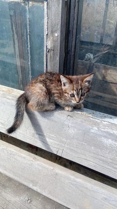 Отдам котят в добрые руки