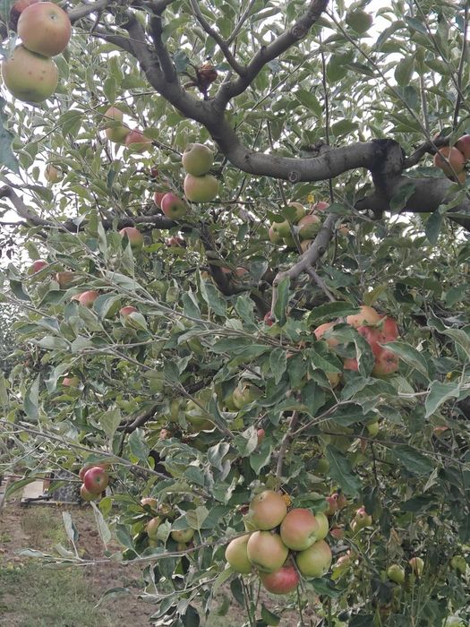 Vand mere  Starkinson, Crețești si Florina, piersici de toamna, ecologice