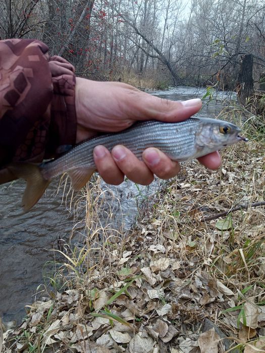 Перья для вязания мушек