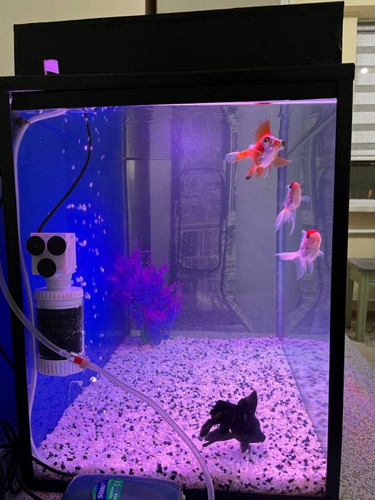 Аквариум 100л  Рыбки в подарок