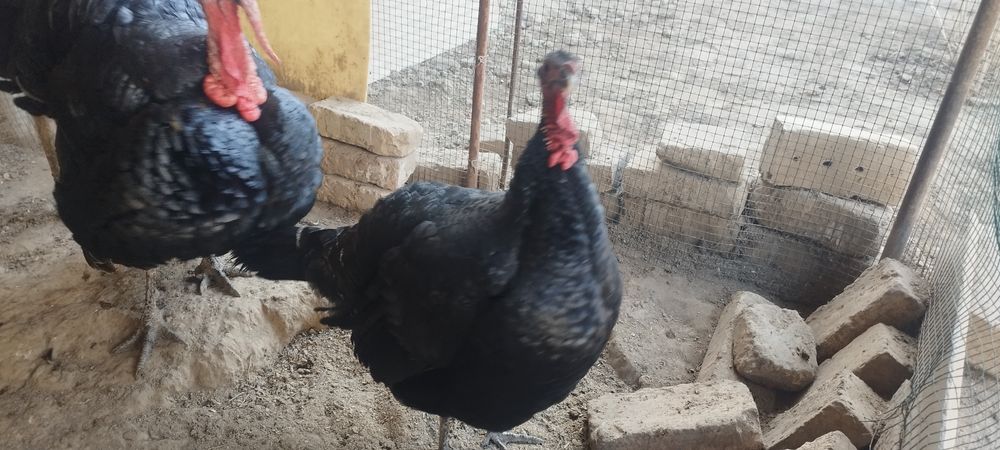 Продаются Индюки черные