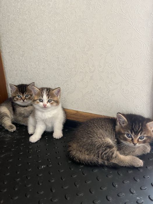 Отдаю котят в добрые руки