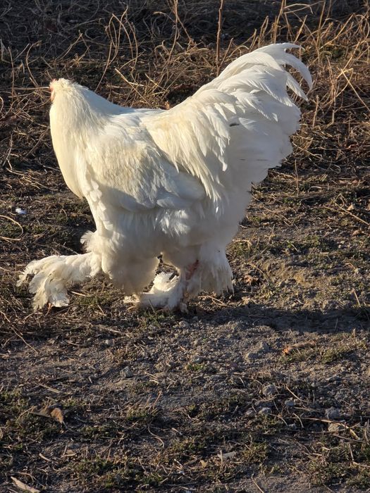 Брама белый гигант хурозла сотилади