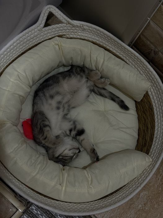 Отдам ласковую кошечку