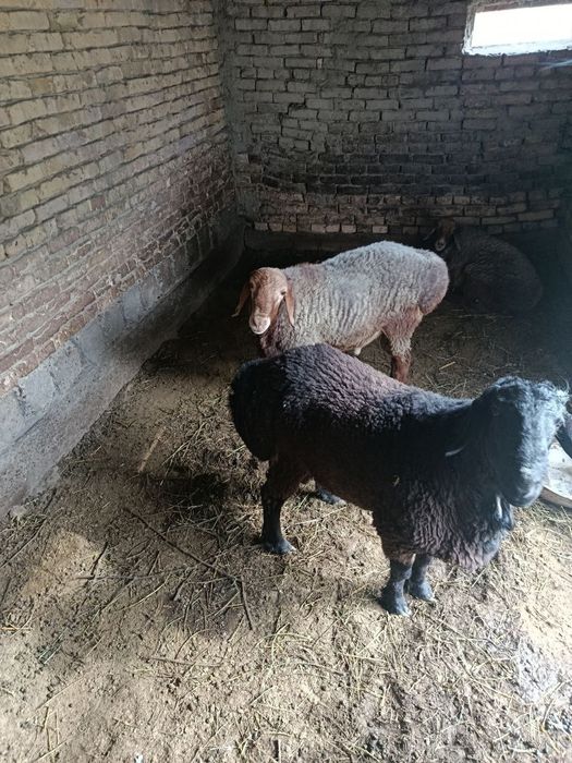 Geofizika Maxallasida barralar sotiladi 7.5 mln