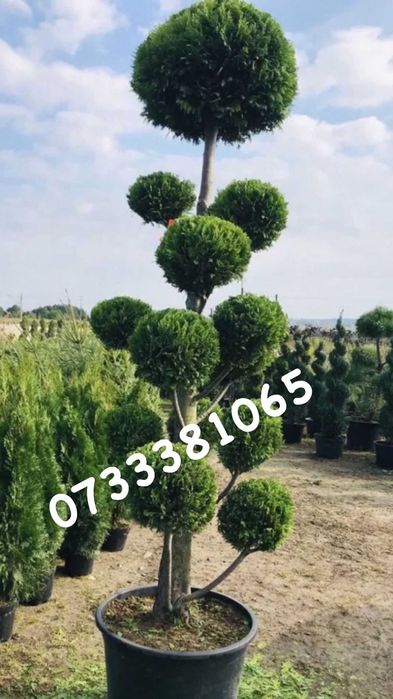 Ienuperi, tuia si plante decorative ornamentale de vanzare