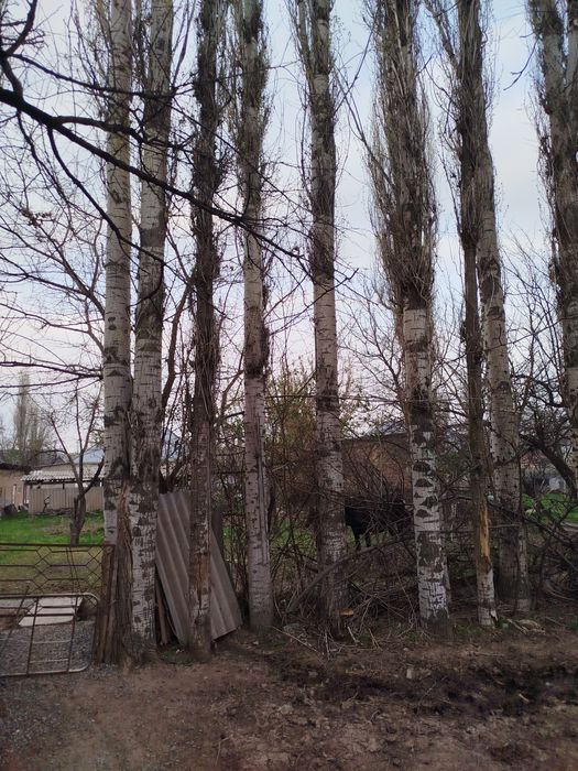 Терек  сатылады.