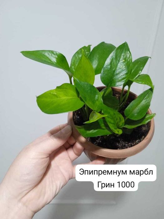 Монстера, эпипремнум