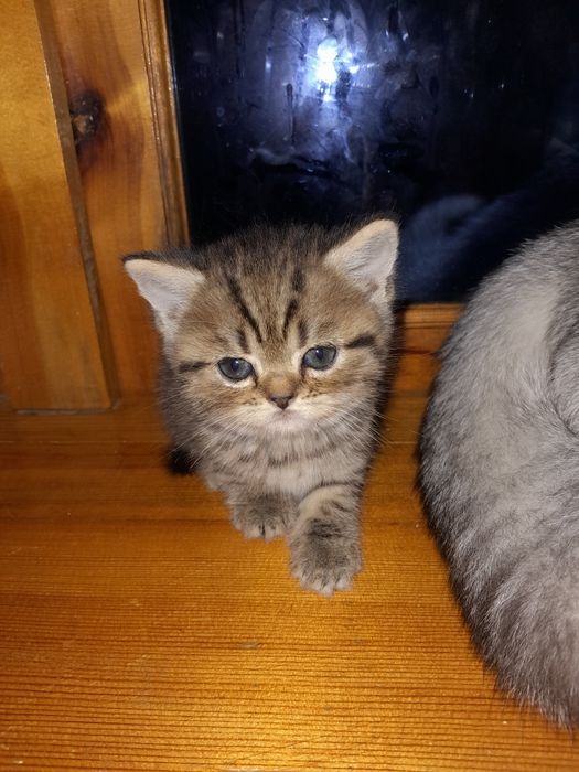 Мама британский фолд. Папа шотландский страйт