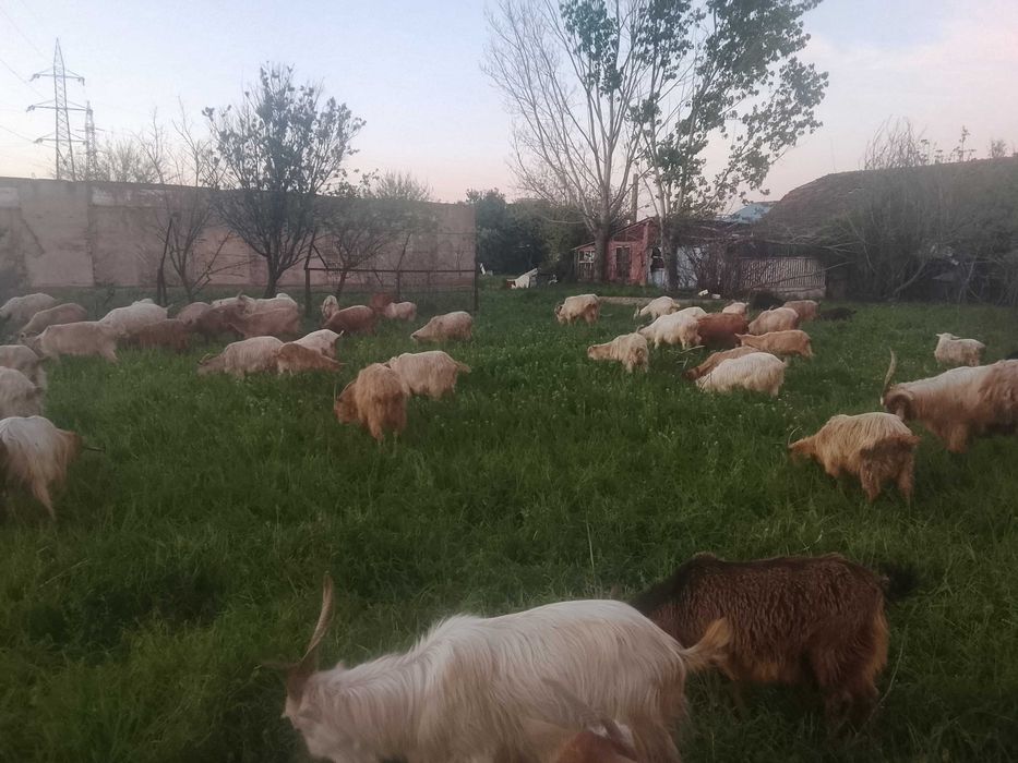 Capre tinere și bune de lapte cu acte